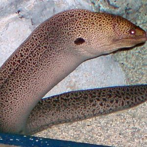 Giant Moray (Gymnothorax javanicus)