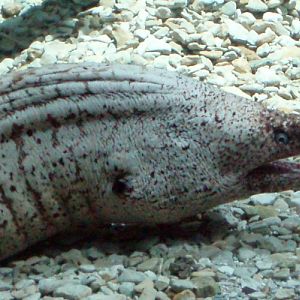 Mediterranean Moray (Muraena helena)