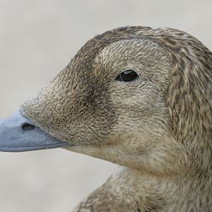 Spectacled eider