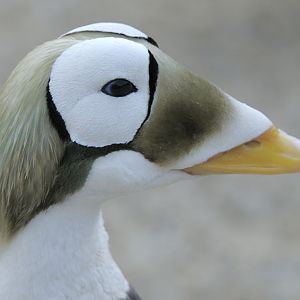 Spectacled eider