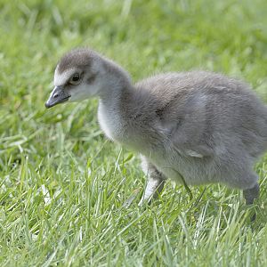 Hawaian gosling