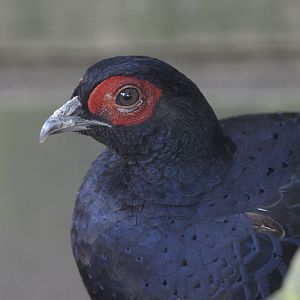 Mikado pheasant cock