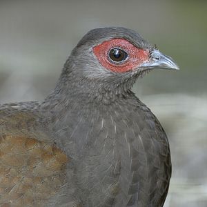 Vietnamese pheasant hen