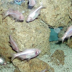 Mexican Blind Fish (Astyanax jordani)