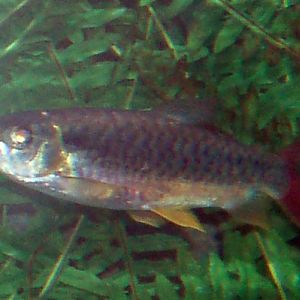 Tucanfish (Chalceus erythrurus)