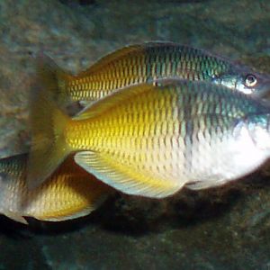 Boeseman's Rainbowfish (Melanotaenia boesemani)