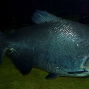 Black Pacu (Colossoma macropomum)