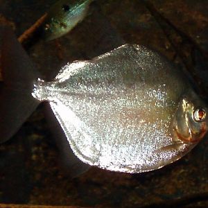Silver Dollar (Metynnis argenteus)