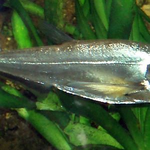 Doog Tooth Characin (Hydrolycus scomberoides)