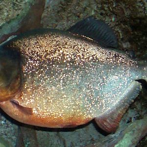 Red Piranha (Serrasalmo (Pygocentrus) nattereri)