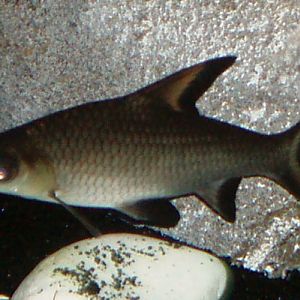 Silver Shark (Balantiocheilos melanopterus)