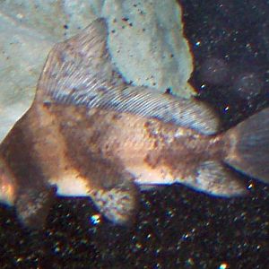 Chinese High-fin (Myxocyprinus asiaticus)