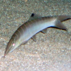 Tiger Loach (Syncrossus hymenophysa)