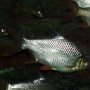Tinfoil Barb (Barbonymus schwanenfeldii)