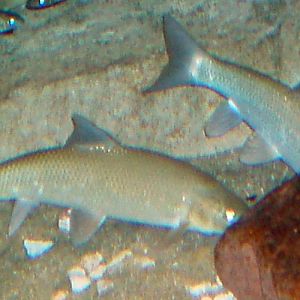 Ebro Barbel (Barbus graellsii)