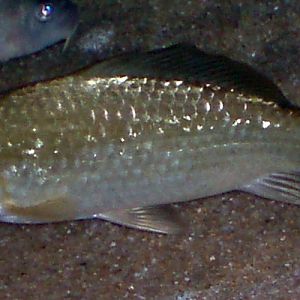 Crucian Carp (Carassius carassius)