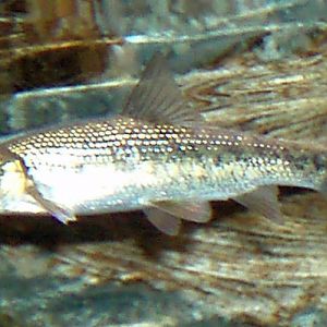Ebro Madrilla (Chondrostoma miegii)