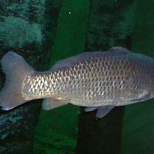 Carp (Cyprinus carpio)