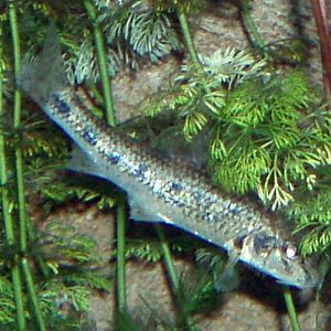 Gudgeon (Gobio gobio)