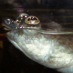 Four-eyed Fish (Anableps anableps)