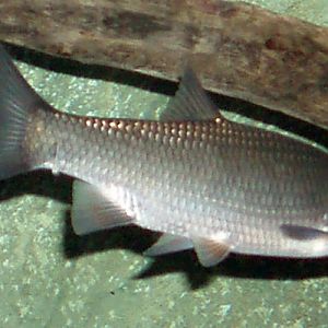 European Chub (Leuciscus cephalus)