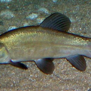 Common Tench (Tinca tinca)