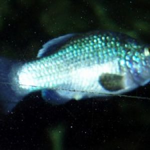 Longfinned Pupfish (Cyprinodon longidorsalis)
