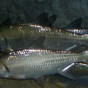 Indop-Pacific Tarpon (Megalops cyprinoides)