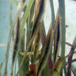 Razorfish (Aeoliscus strigatus)