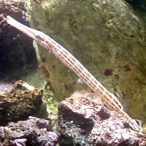 Chinese Trumpetfish (Aulostomus chinensis)