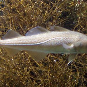 Atlantic Cod (Gadus morhua)