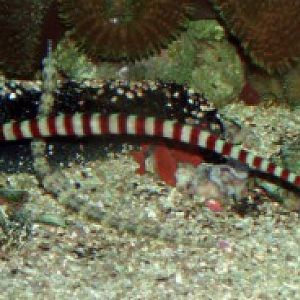 Banded Pipefish (Doryrhamphus dactyliophorus)