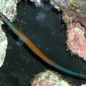 Jann's Pipefish (Doryrhamphus jannsi)