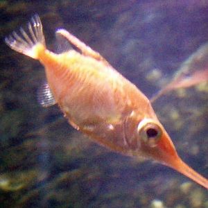 Snipe Fish (Macrorhamphosus scolopax)