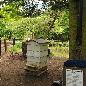ACTIVE BEEHIVE