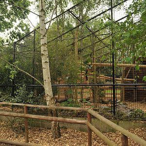 BLACK AND WHITE RUFFED LEMUR NEW ENCLOSURE