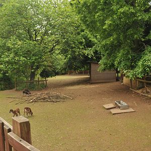 SOAY SHEEP ENCLOSURE