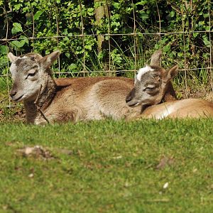 2 YOUNG MOUFLON SHEEP