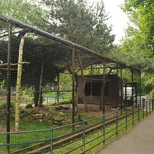 SACRED, NORTHERN (WALDRAPP) IBIS & GREY PEACOCK PHEASANT ENCLOSURE