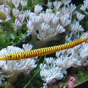 Many-banded Pipefish (Doryrhamphus multiannulatus)