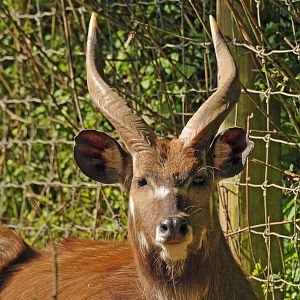 SITATUNGA - MALE