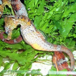 Brazilian Seahorse (Hippocampus reidi)