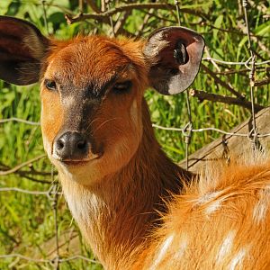 SITATUNGA - FEMALE