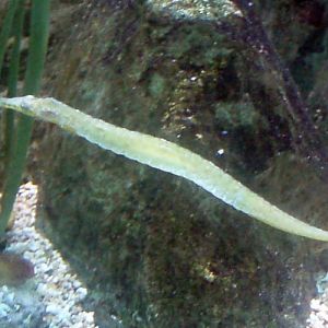 Alligator Pipefish (Syngnathoides biaculeatus)