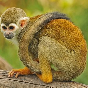 SQUIRREL MONKEY