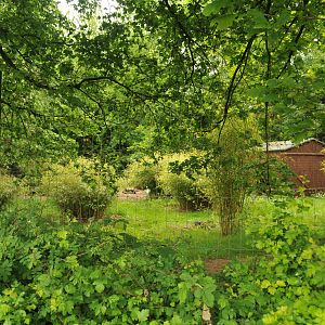 WHITE NAPPED CRANE ENCLOSURE