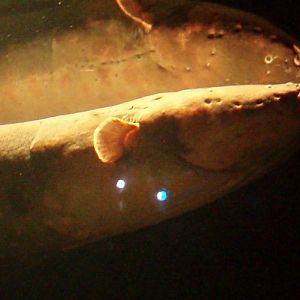 Electric Eel (Electrophorus electricus)