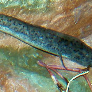West African Lungfish (Protopterus annectens)