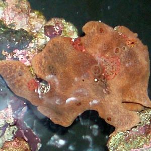 Painted Anglerfish (Antennarius pictus)