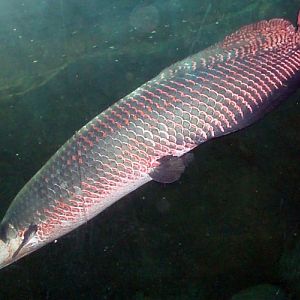 Pirarucu (Arapaima gigas)